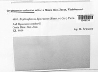 Erythrogloeum hymenaeae image